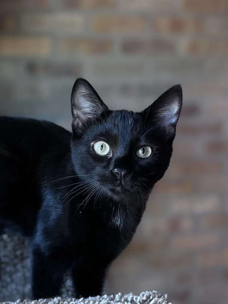 Clifford And Clyde thumbnail 4