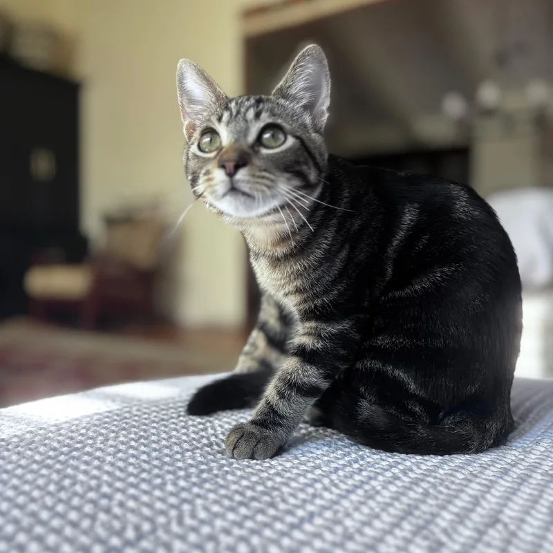 Clifford And Clyde thumbnail 5