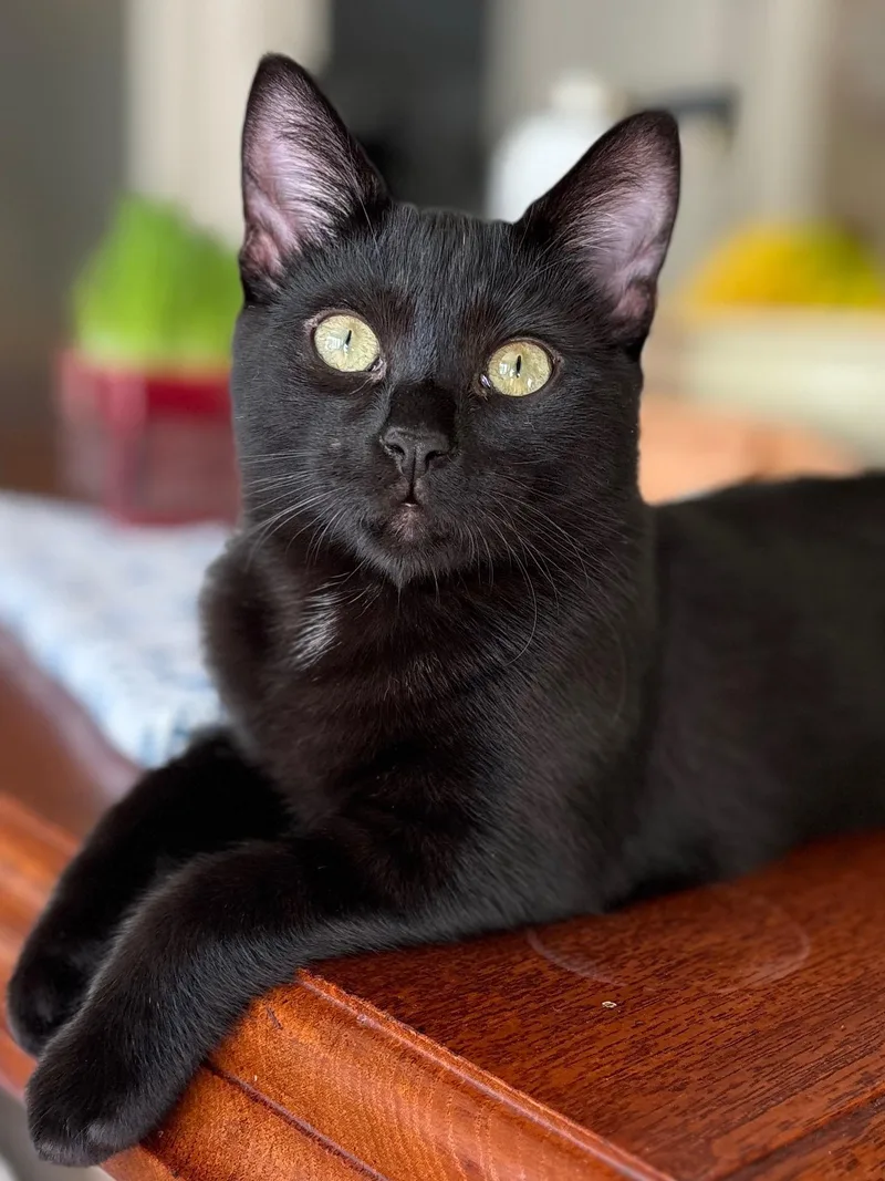 Clifford And Clyde thumbnail 6