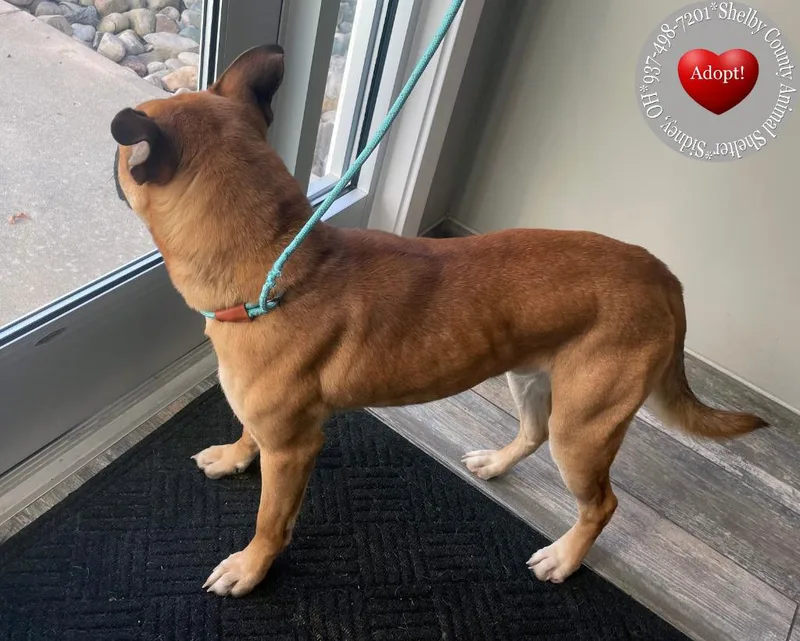A young large-sized male Pit Bull Terrier dog named Bud Yrly for adoption in Sidney, OH