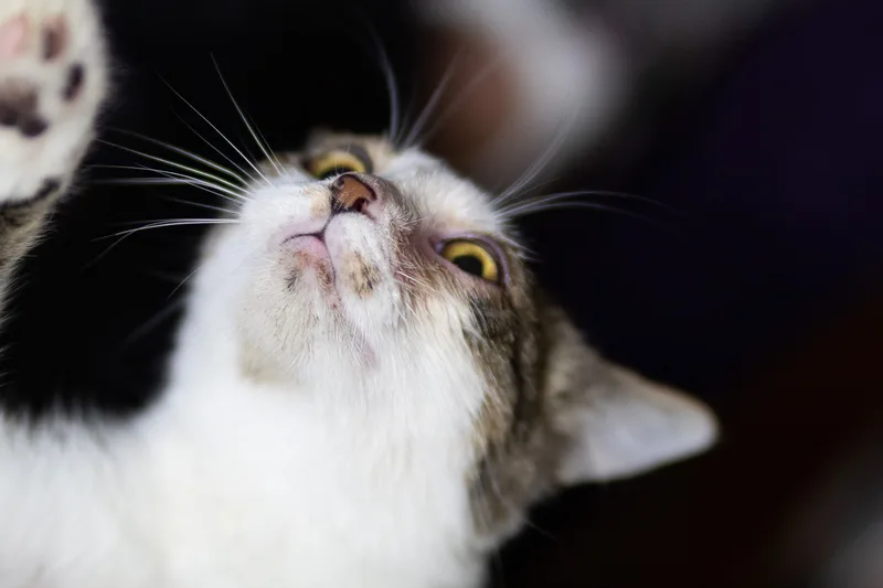 Dd "daredevil" thumbnail 2