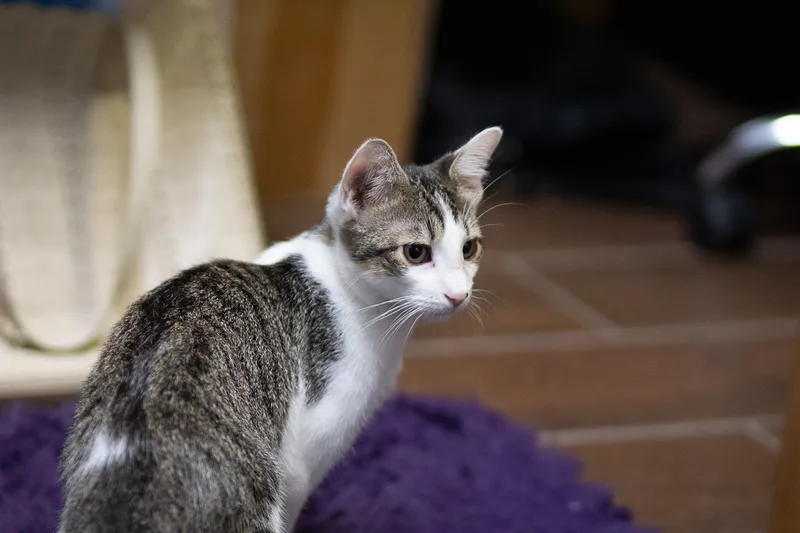 Dd "daredevil" thumbnail 3