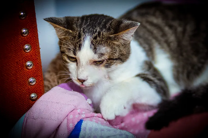 Dd "daredevil" thumbnail 4