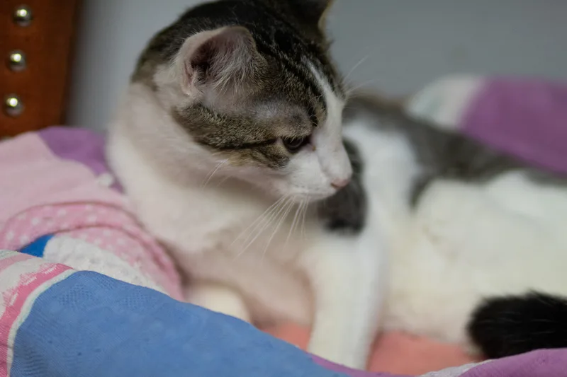 Dd "daredevil" thumbnail 5