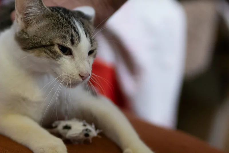 Dd "daredevil" thumbnail 6