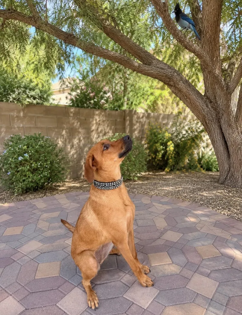 A young large-sized female Golden Hound dog named Ginger for adoption in Las Vegas, NV