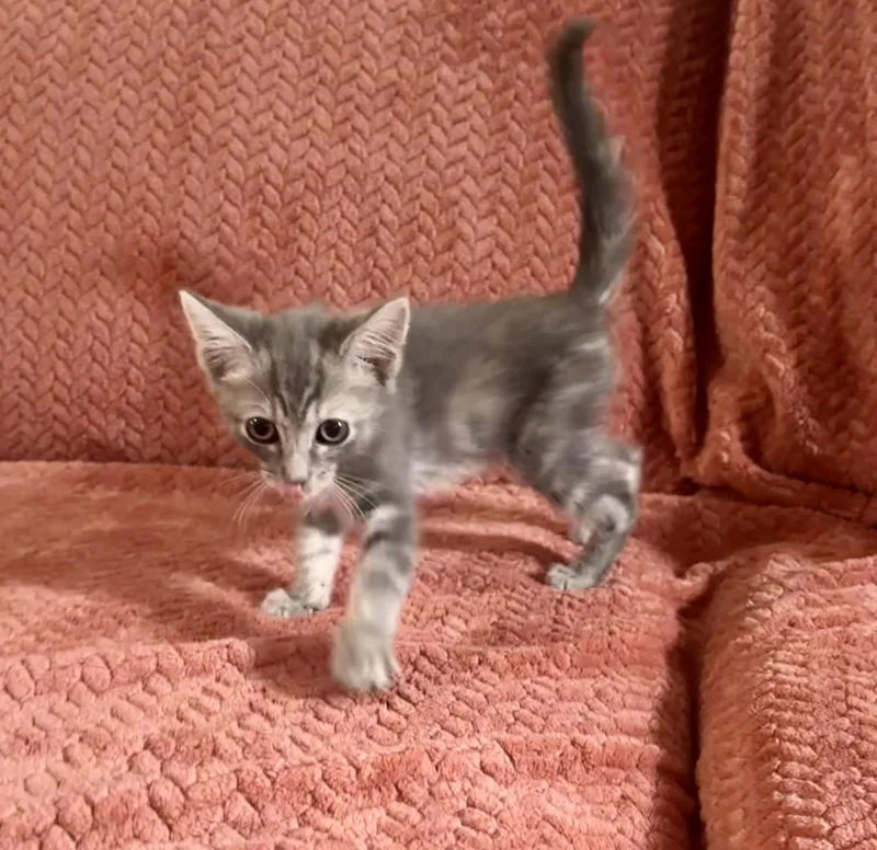 Artemis