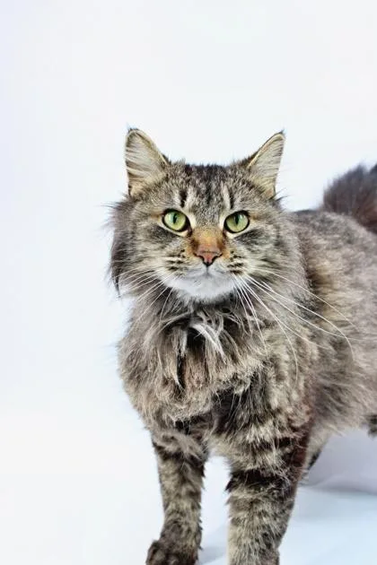 An adult small-sized female Himalayan cat named Cher for adoption in Morton Grove, IL