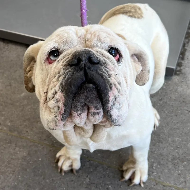 An adult medium-sized female White / Cream Mixed Breed dog named Mya for adoption in Las Cruces, NM