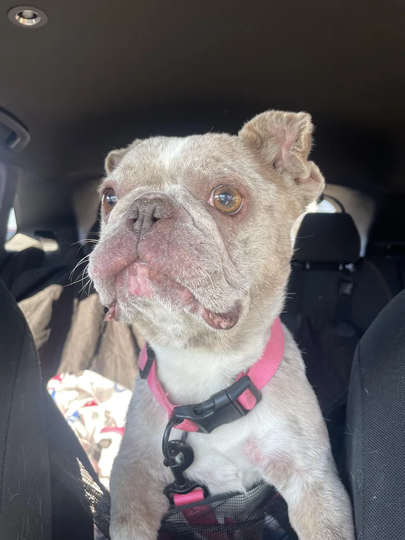 An adult medium-sized female French Bulldog dog named Wasabi for adoption in PALM BAY, FL