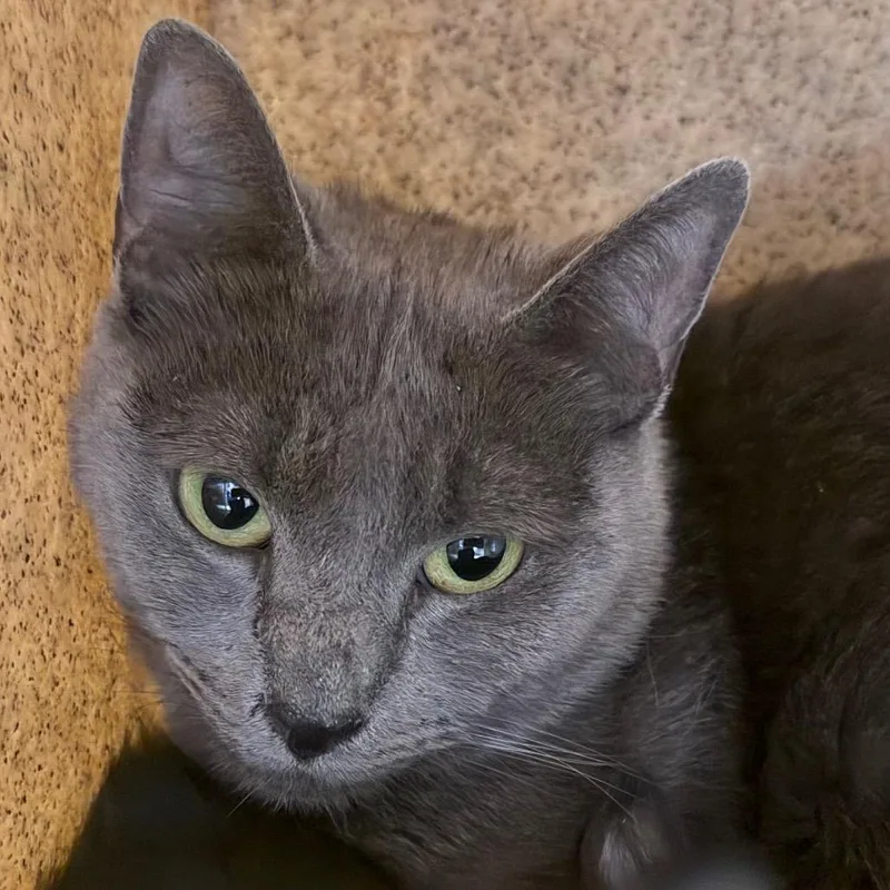 An adult medium-sized female Gray / Blue / Silver Domestic Short Hair cat named Mistik for adoption in Philadelphia, PA