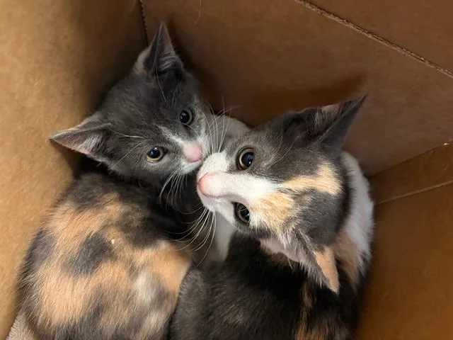 A baby small-sized female Domestic Short Hair cat named Lily for adoption in Tustin, CA