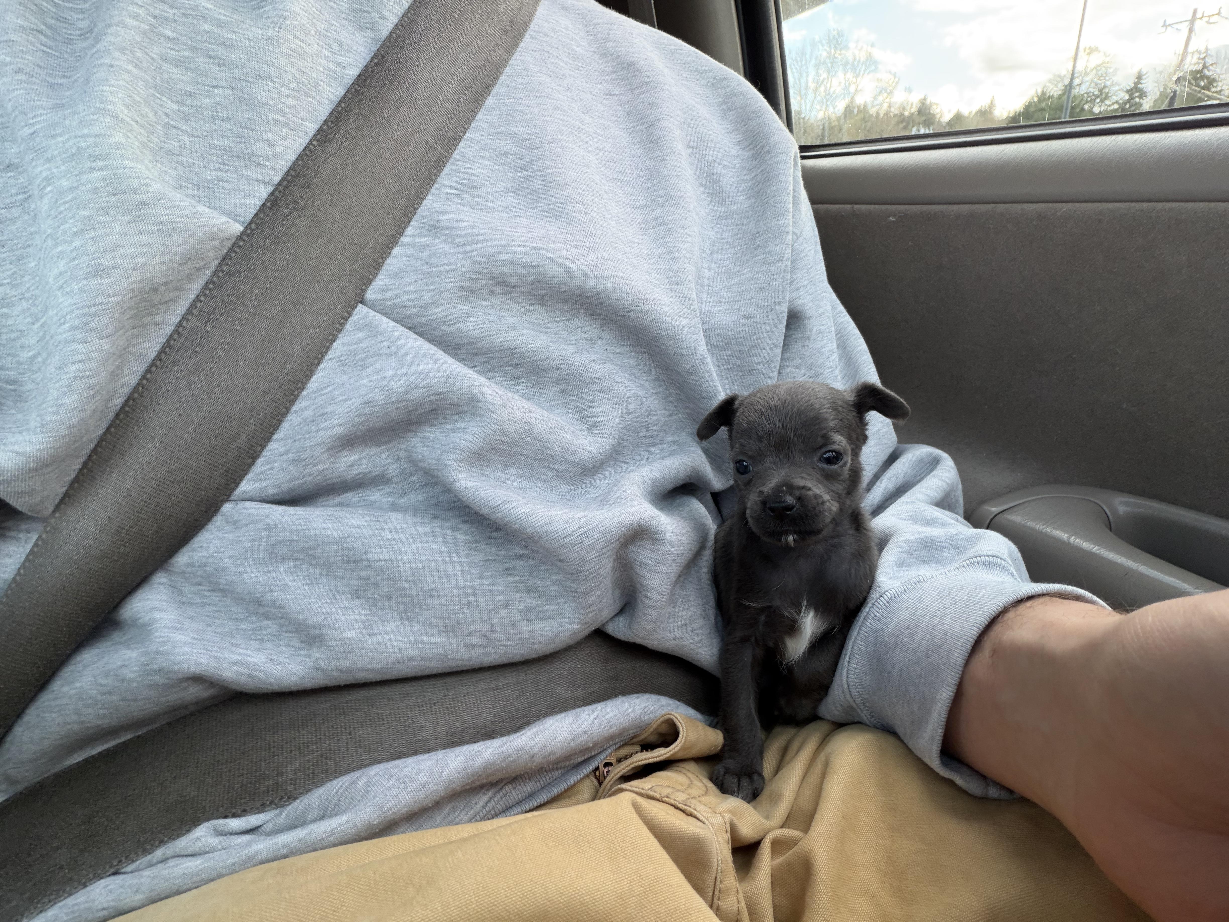 Francine thumbnail 2