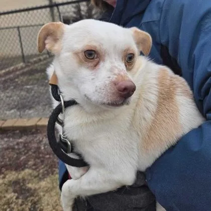 Tater Tot thumbnail 2