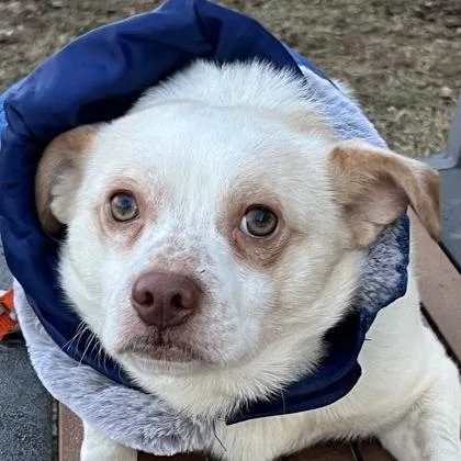 Tater Tot thumbnail 3