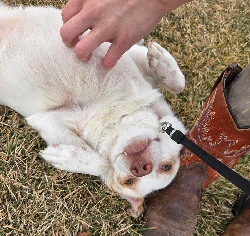 Tater Tot thumbnail 4