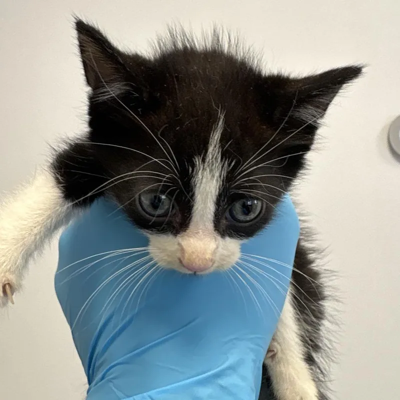 A baby small-sized male Black Domestic Short Hair cat named Melvin for adoption in West Palm Beach, FL