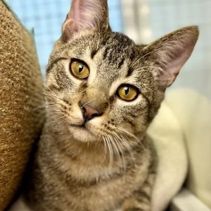 An adult large-sized male Brown / Chocolate Domestic Short Hair cat named Chief At Petsmart for adoption in Rapid City, SD
