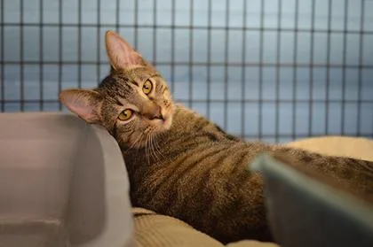 Chief At Petsmart thumbnail 3