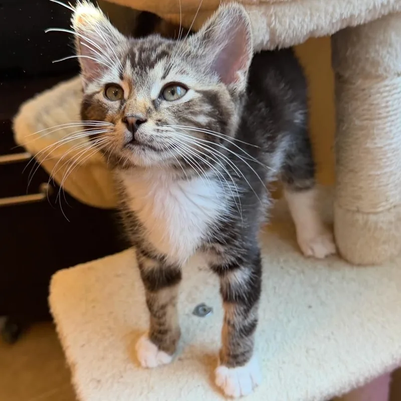 A baby small-sized male Brown / Chocolate Domestic Short Hair cat named Periwinkle for adoption in Las Vegas, NV