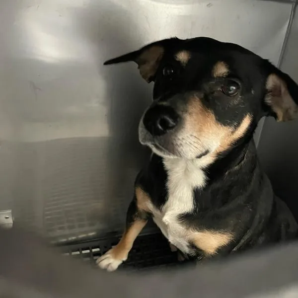 An adult medium-sized female Hound dog named Mollie for adoption in Des Moines, IA