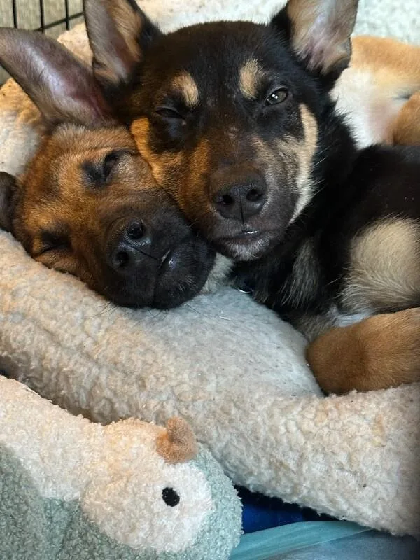 Mini Cooper thumbnail 2