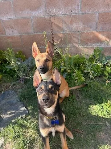 Mini Cooper thumbnail 3