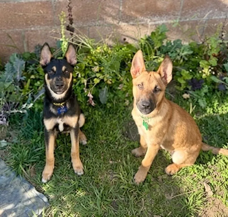 Mini Cooper thumbnail 5