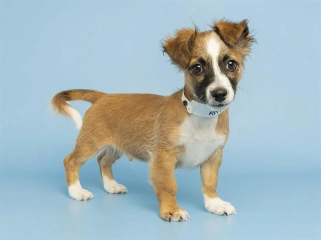 A baby small-sized male Chihuahua dog named Jon for adoption in Phoenix, AZ