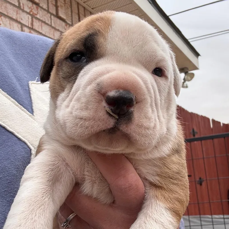 A baby small-sized male Yellow / Tan / Blond / Fawn Pit Bull Terrier dog named Wyatt for adoption in Midland, TX