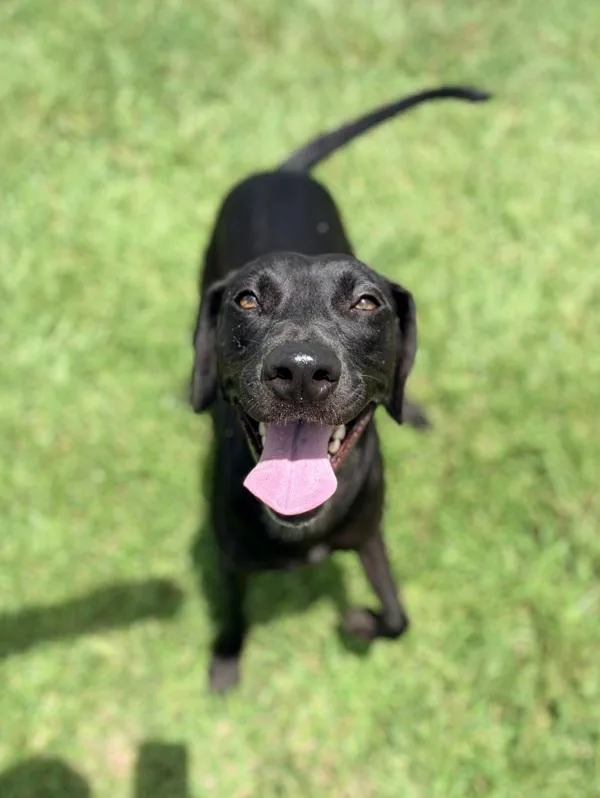 An adult large-sized female Labrador Retriever dog named Princess for adoption in Lafayette, LA