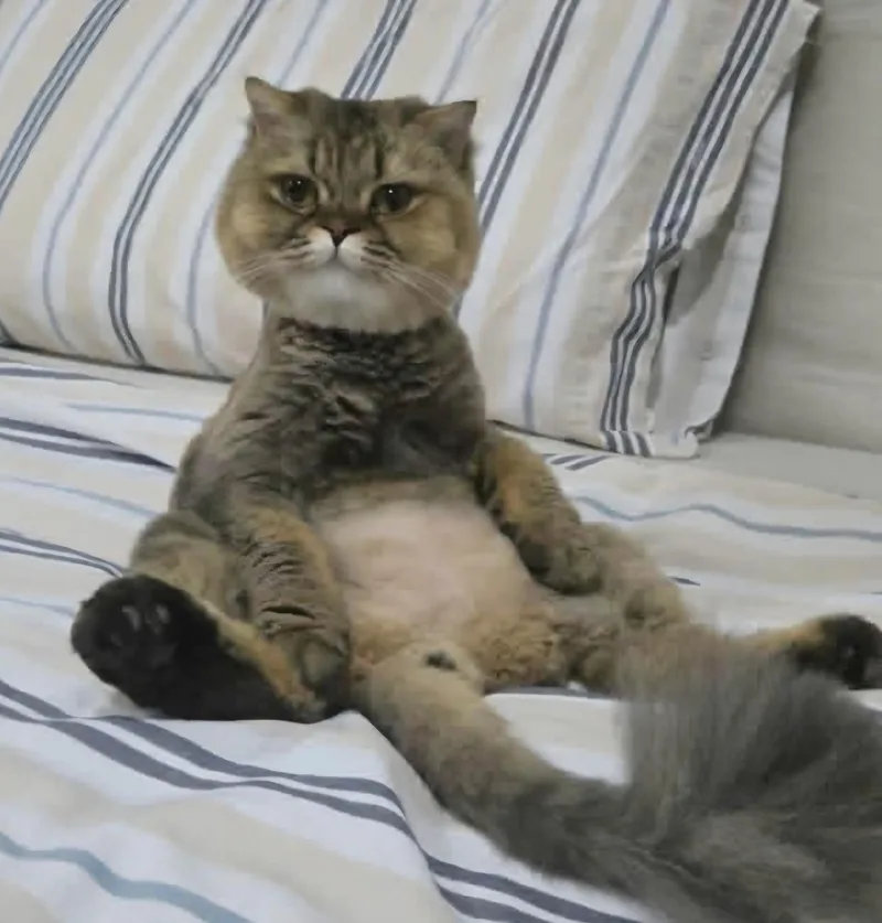 An adult medium-sized female Siberian cat named Tia & Nero for adoption in Snow Hill, MD