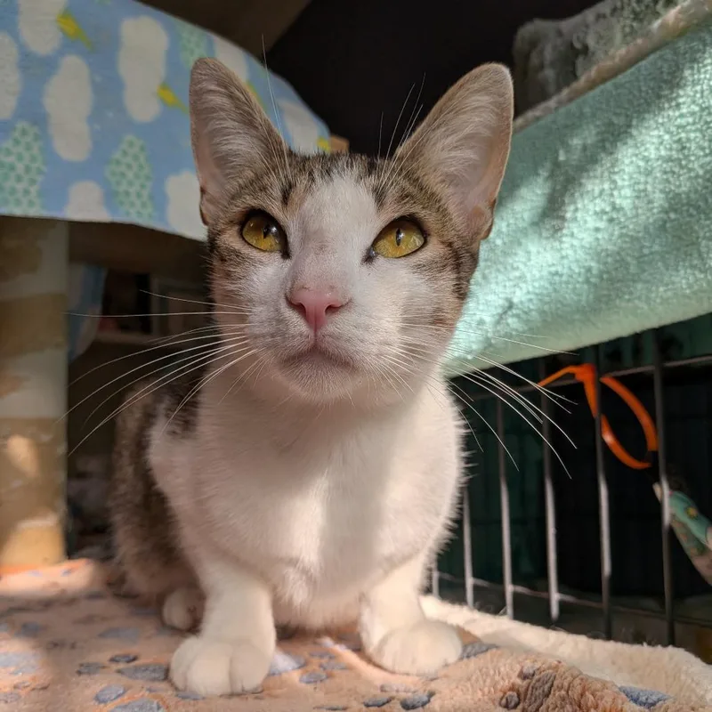 An adult medium-sized female Brown / Chocolate Domestic Short Hair cat named Daphne for adoption in Long Beach, CA