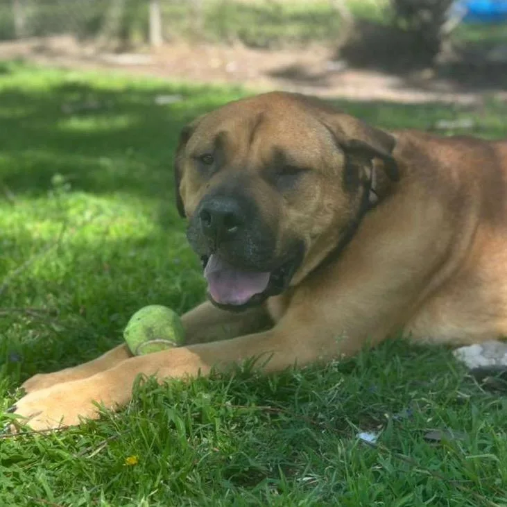 Auggie