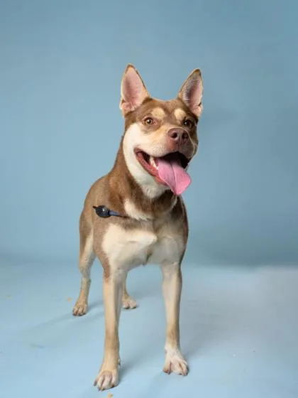 An adult large-sized male Mixed Breed dog named Tropicando for adoption in Atlanta, GA