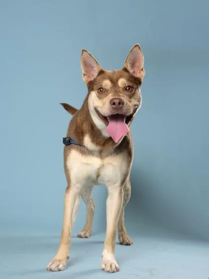 Tropicando thumbnail 2