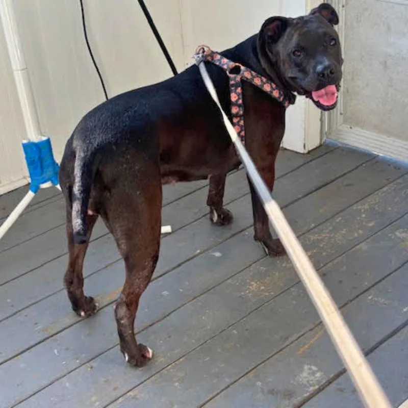 An adult large-sized female Mixed Breed dog named Bella for adoption in New York, NY