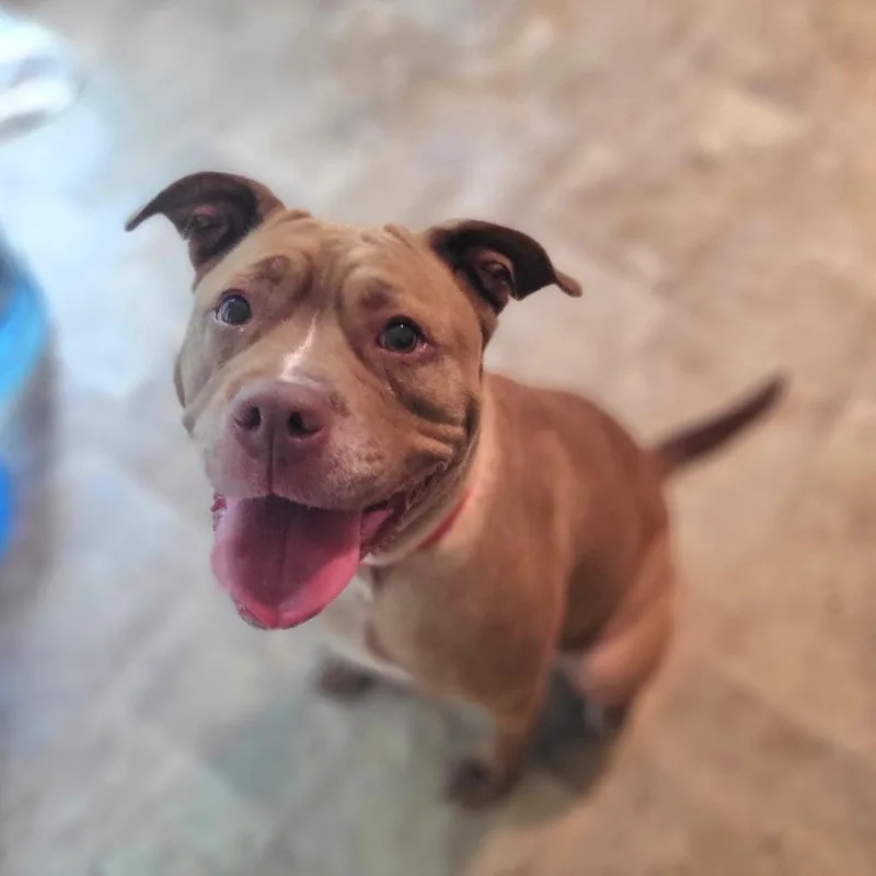 A senior medium-sized female Yellow / Tan / Blond / Fawn Mixed Breed dog named Penny for adoption in Port Charlotte, FL