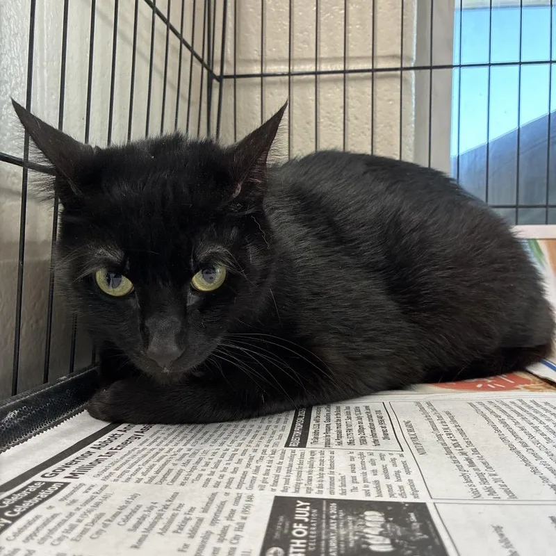 An adult extra large-sized male Black Domestic Short Hair cat named Petey for adoption in San Antonio, TX