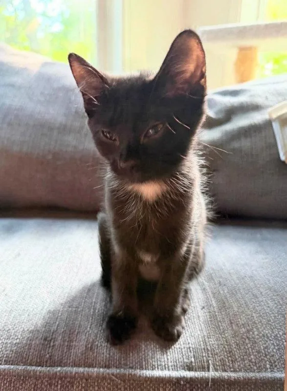 A young medium-sized female Black & White / Tuxedo Domestic Short Hair cat named Portia for adoption in Knoxville, TN