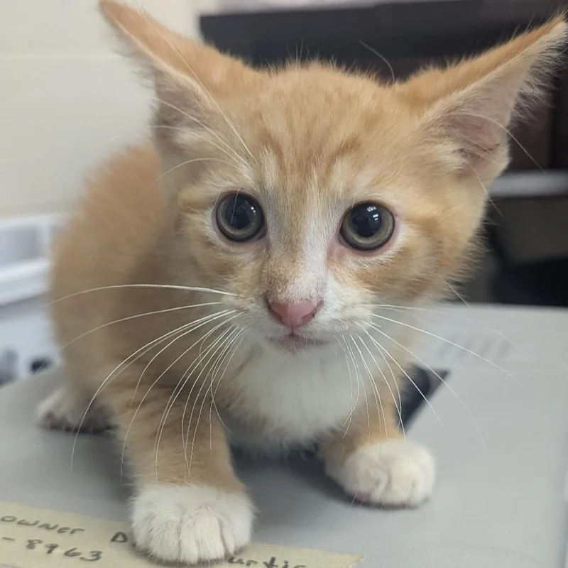 A baby small-sized male Orange / Red Domestic Short Hair cat named Scallywag for adoption in Evansville, IN