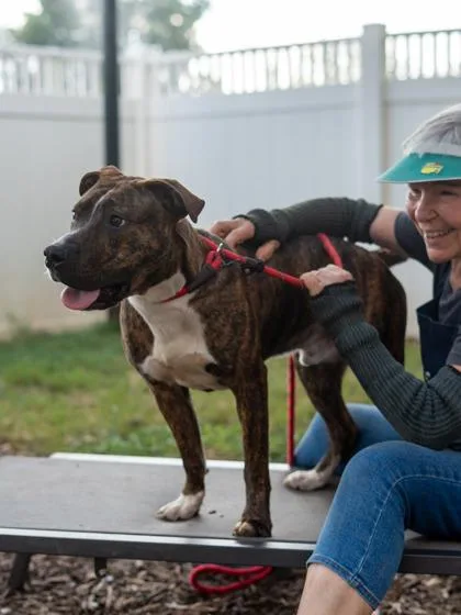 An adult large-sized male Mixed Breed dog named Yall for adoption in Chamblee, GA