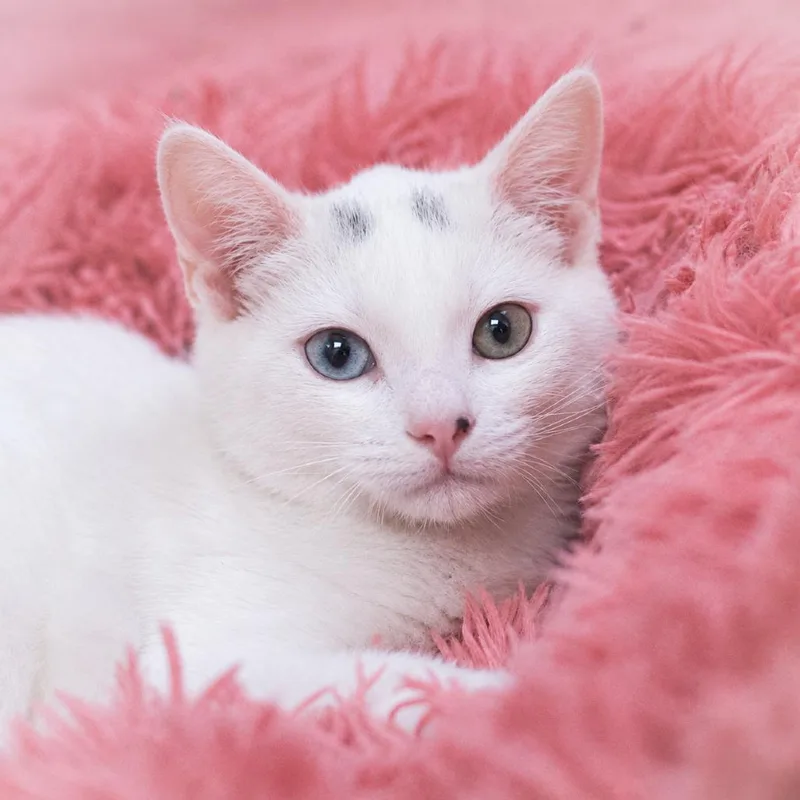 A baby small-sized female White Domestic Short Hair cat named Caspia for adoption in Ponte Vedra, FL