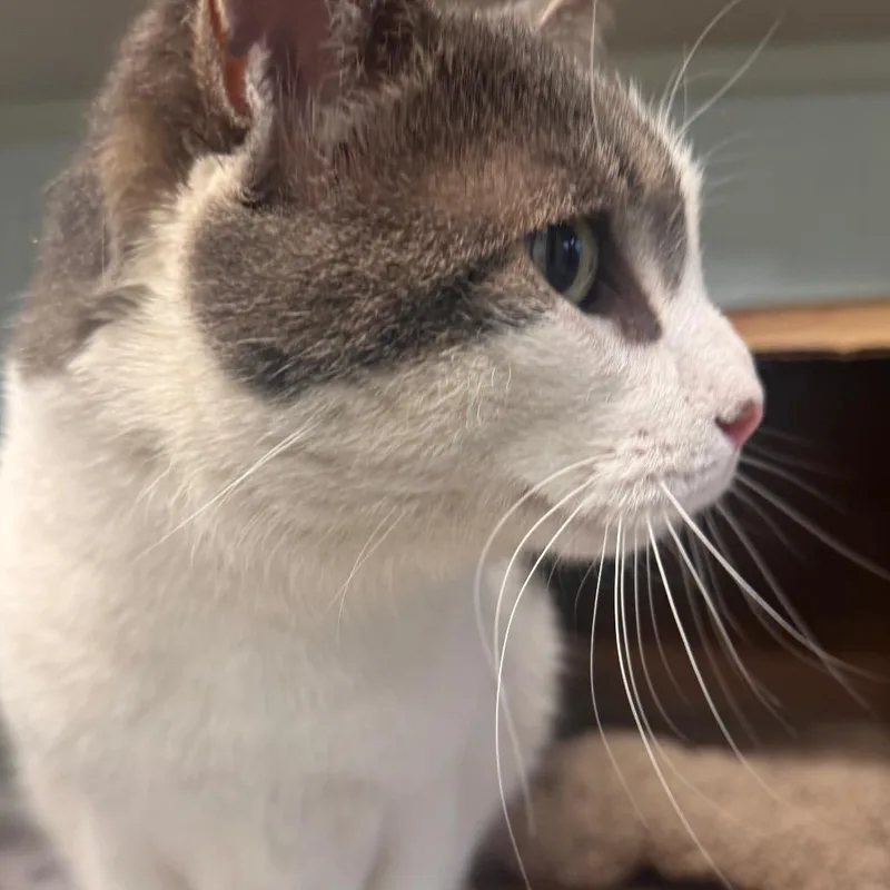 An adult large-sized female Gray / Blue / Silver Domestic Short Hair cat named Billie for adoption in Wheeling, IL