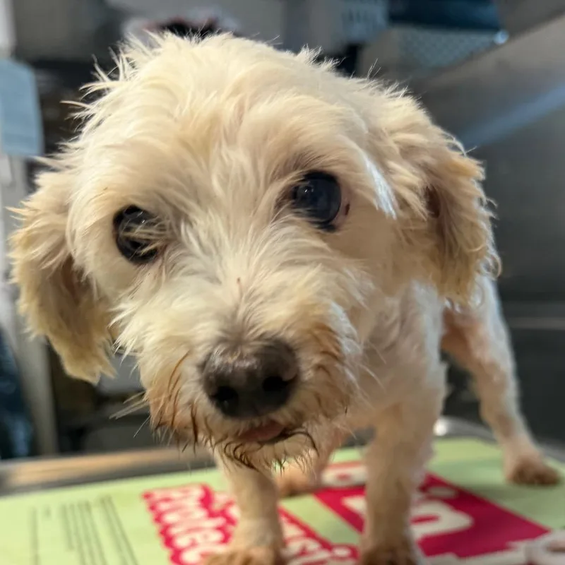 An adult small-sized female White / Cream Maltese dog named Opal for adoption in West Chester, PA