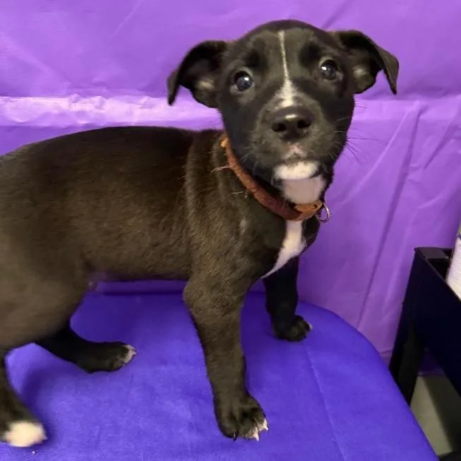 A baby medium-sized male Black Labrador Retriever dog named Bandana for adoption in North Myrtle Beach, SC