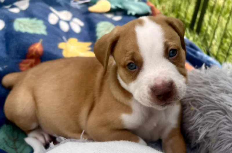 A baby medium-sized male Red / Chestnut / Orange Mixed Breed dog named Quintin for adoption in Clinton, WI