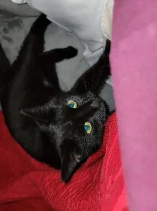 Miss Ebony thumbnail 2