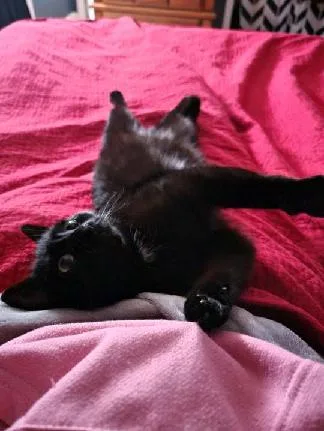 Miss Ebony thumbnail 3