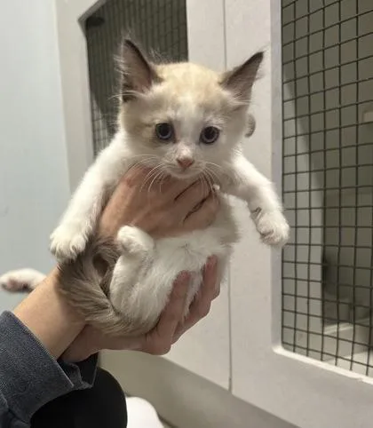 A baby small-sized male Domestic Short Hair cat named Creamsicle for adoption in Palm Coast, FL